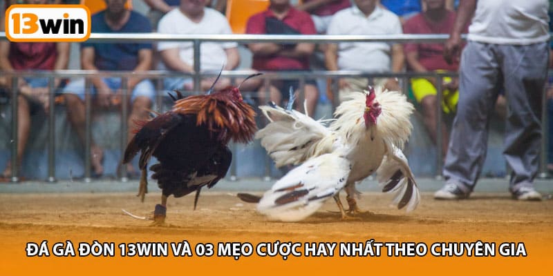 Đá Gà Đòn